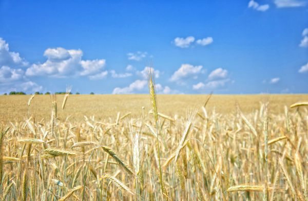 За проведення акції на захист української мови у Броварах активістам пригрозили арештом на 15 діб