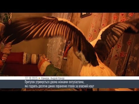 Лелеку з Порошинки віддали у притулок для птахів – HromadskeBro.tv