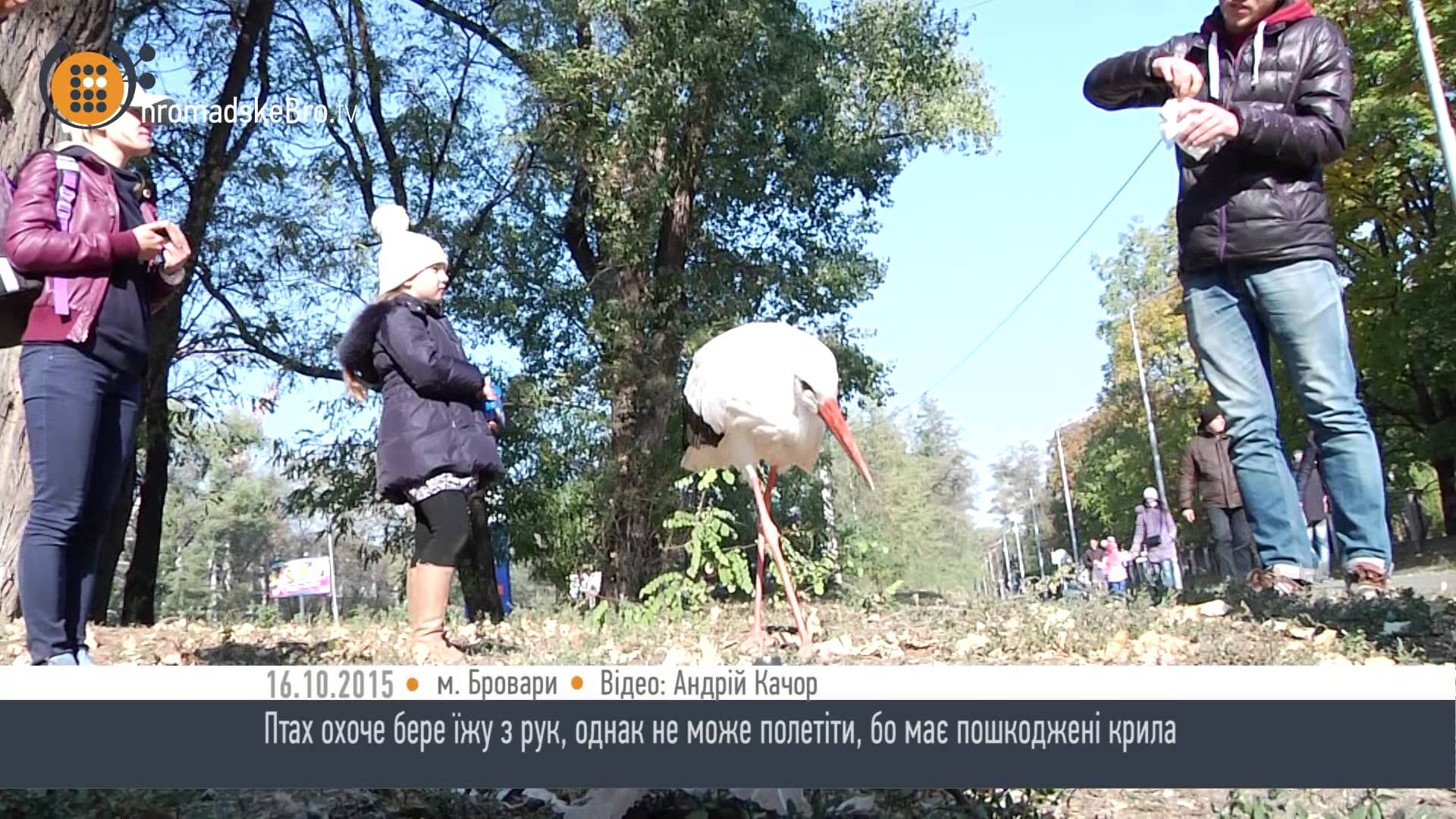 На "Порошинці" гуляє лелека – HromadskeBro.tv
