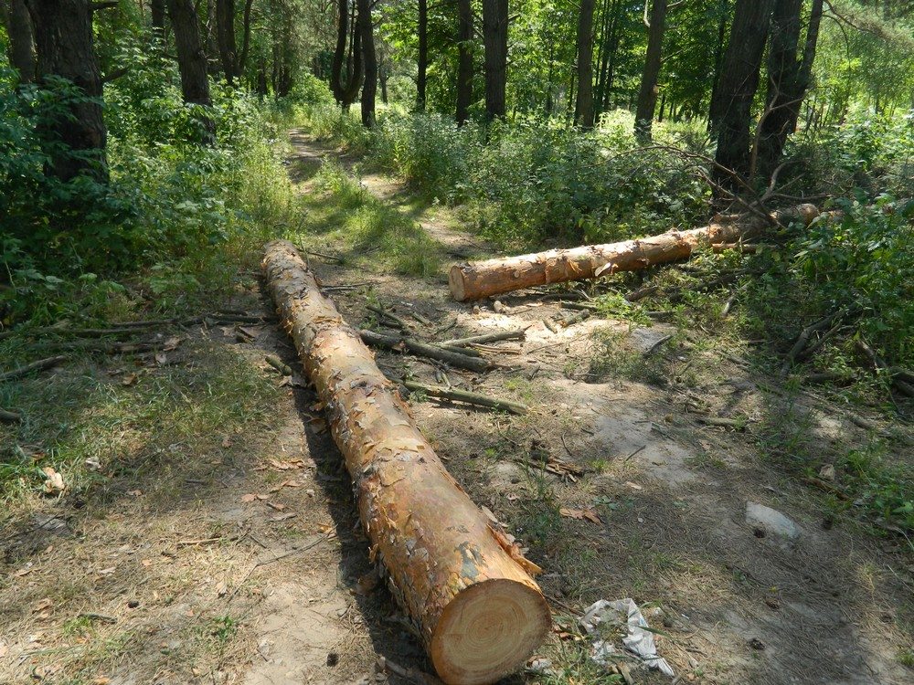 вирубка дерев симоненка серпень (2)