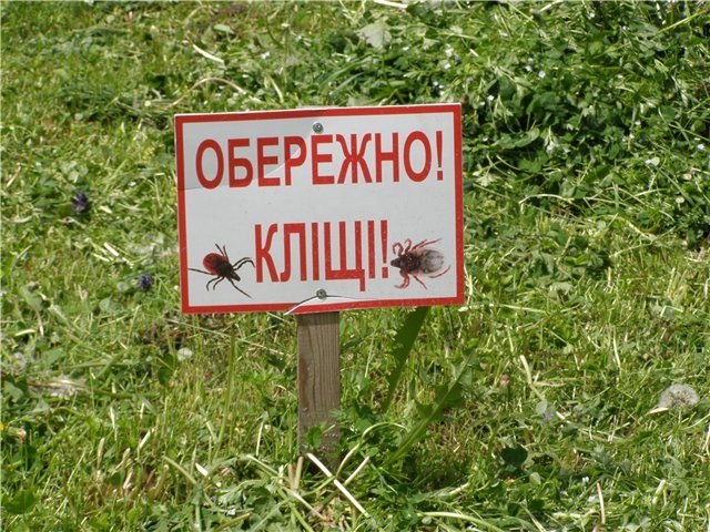 Пора кліщів: на кліщовий бореліоз у Броварах заразилися 8 дорослих та одна дитина