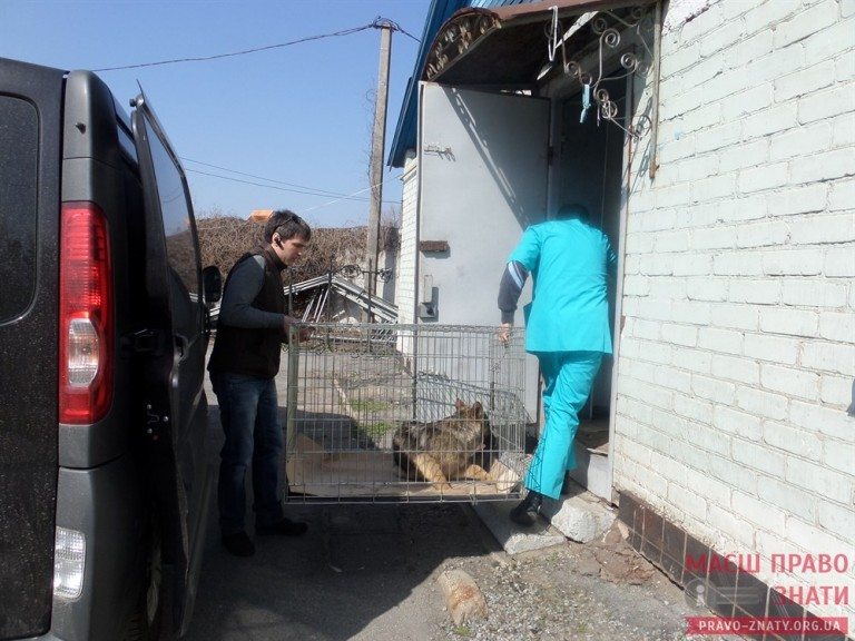 Волонтерська ветеринарна організація «Вірне серце» може закритися