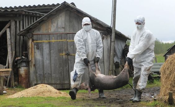 У Київській області поширюється африканська чума свиней. Бровари поки що не в зоні ризику cover image