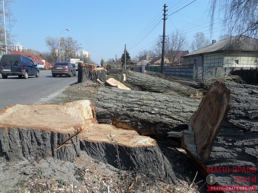 У Броварах спиляють 66 дерев для будівництва каналізації